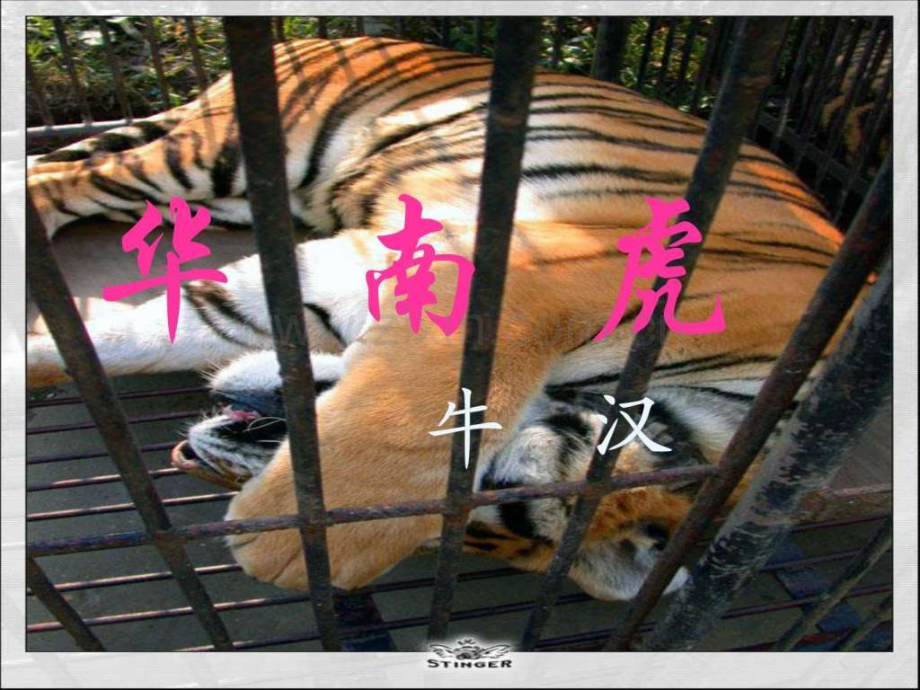 华南虎初一语文语文初中教育教育专区.pptx_第1页