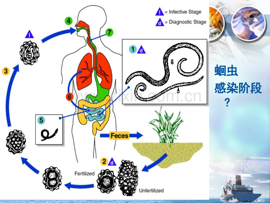 寄生虫检验技术.pptx_第2页