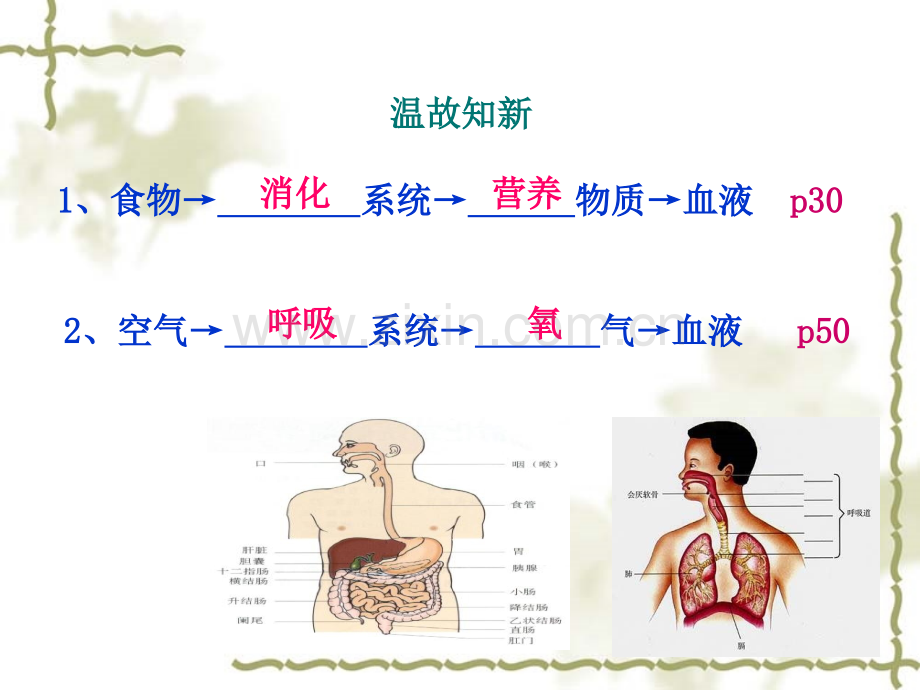 人体的血液和血管.pptx_第2页