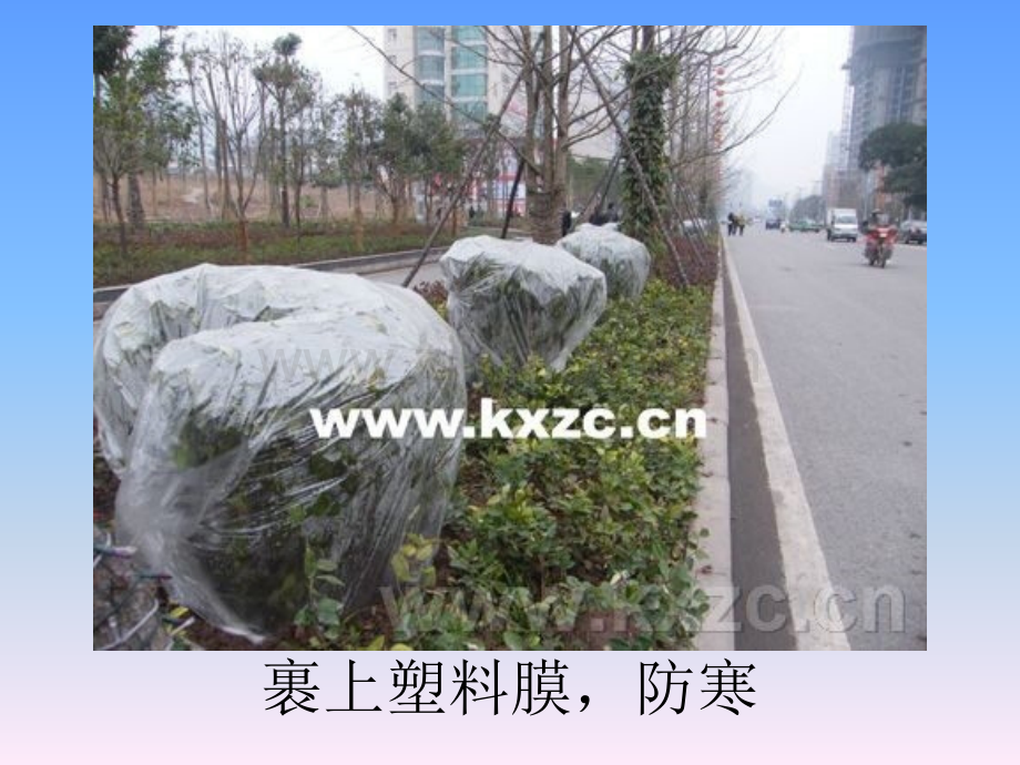 植物过冬的方式.pptx_第2页