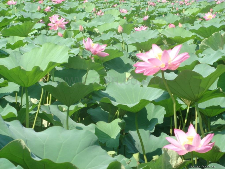古代诗歌欣赏苏幕遮.pptx_第1页