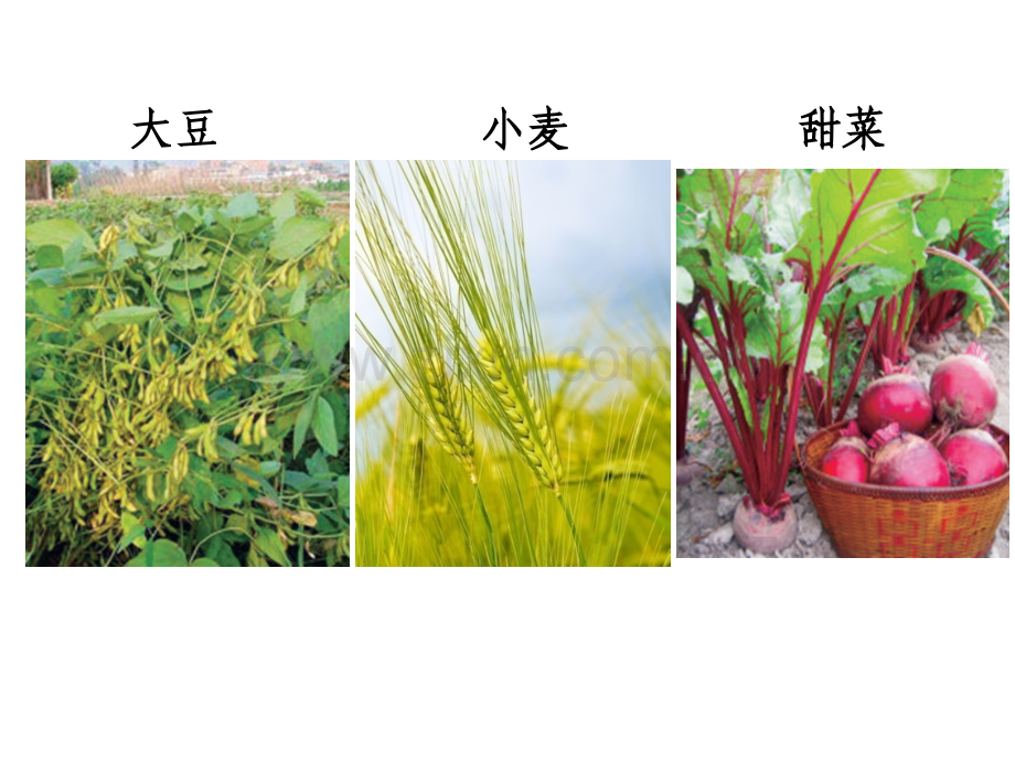 东北地区.pptx_第1页