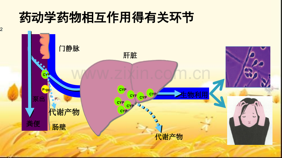临床常用的抗真菌药之间的药物相互作用.pptx_第2页
