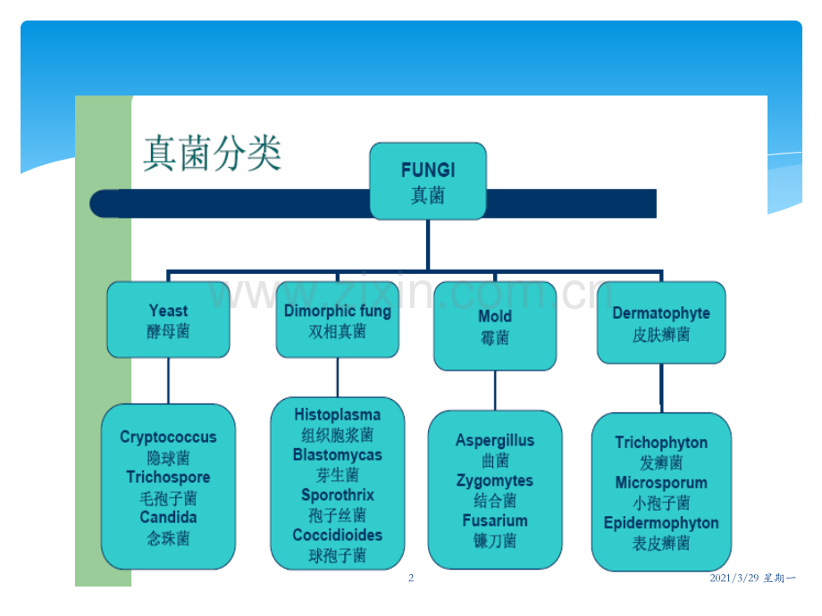 肺部真菌感染.ppt_第2页