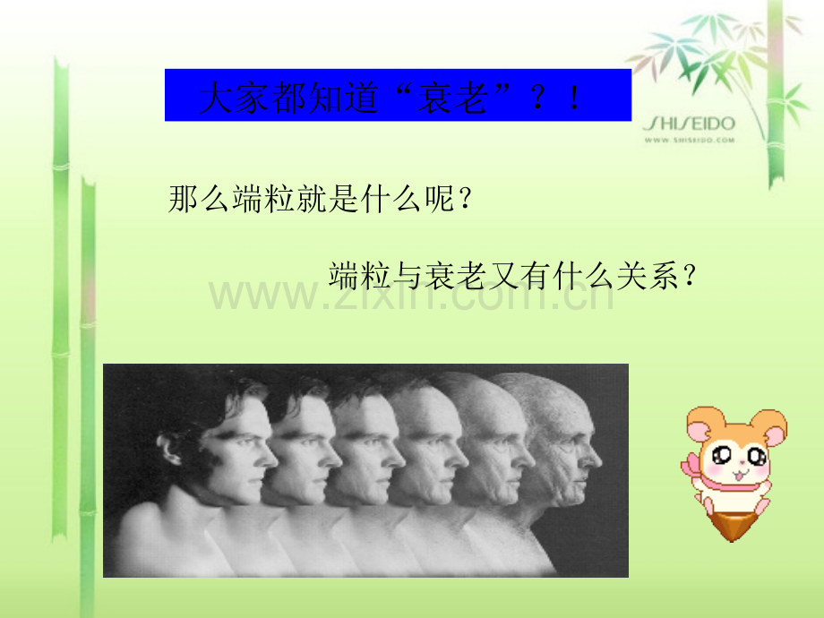 端粒与衰老肿瘤的关系及人的寿命-PPT.pptx_第2页