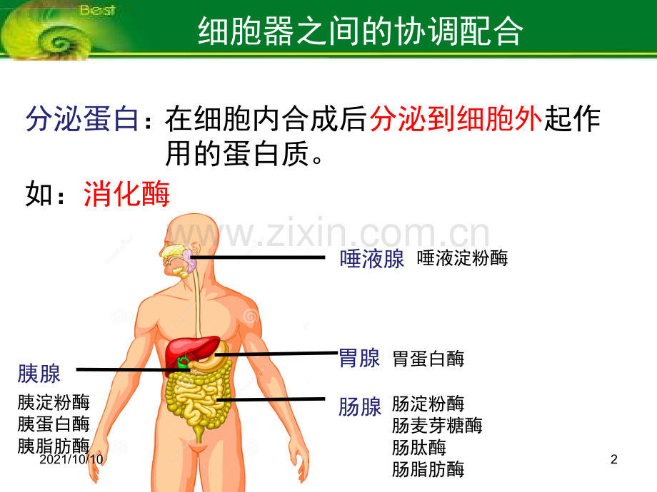 必修1-3-2-细胞器之间的协调配合.ppt_第2页