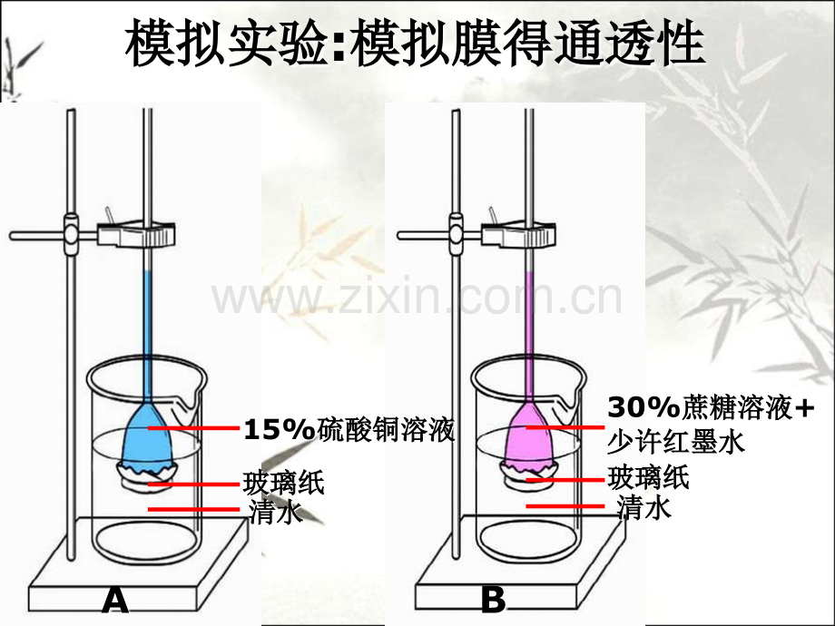 细胞内外的物质交换.pptx_第2页