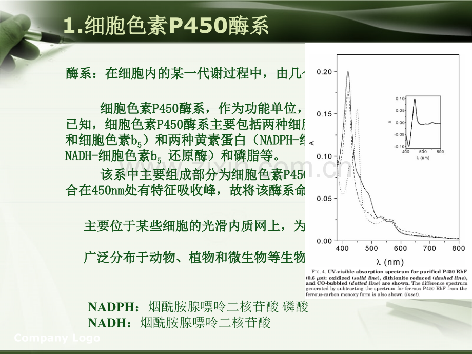 细胞色素P450.ppt_第2页