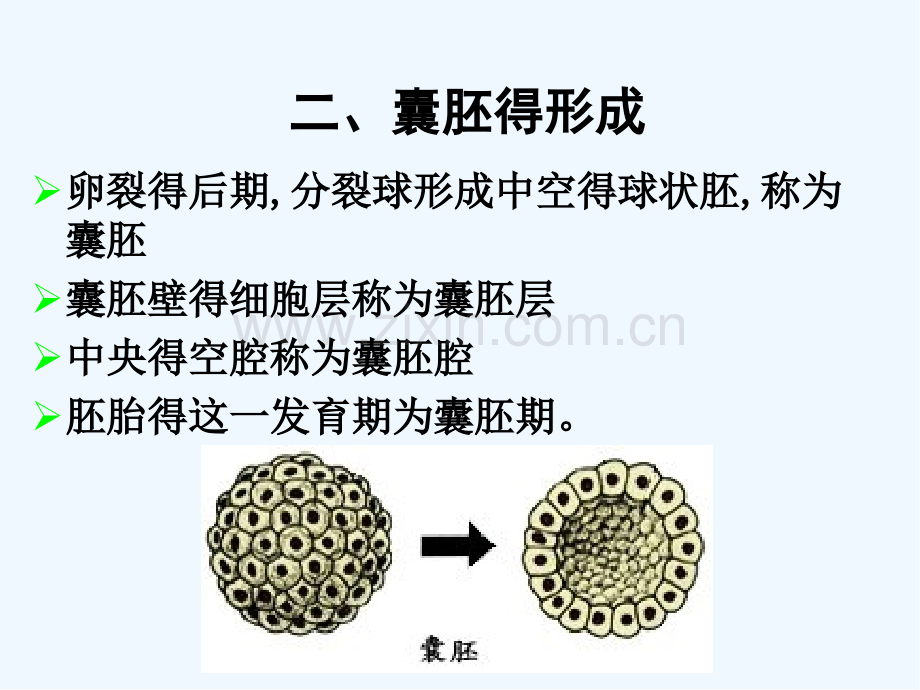 胚胎发育海绵动物腔肠动物-PPT.pptx_第2页