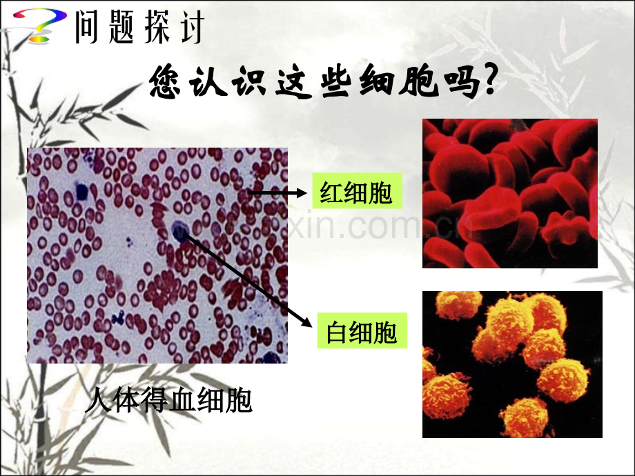 细胞的多样性和统一性完美版.pptx_第2页