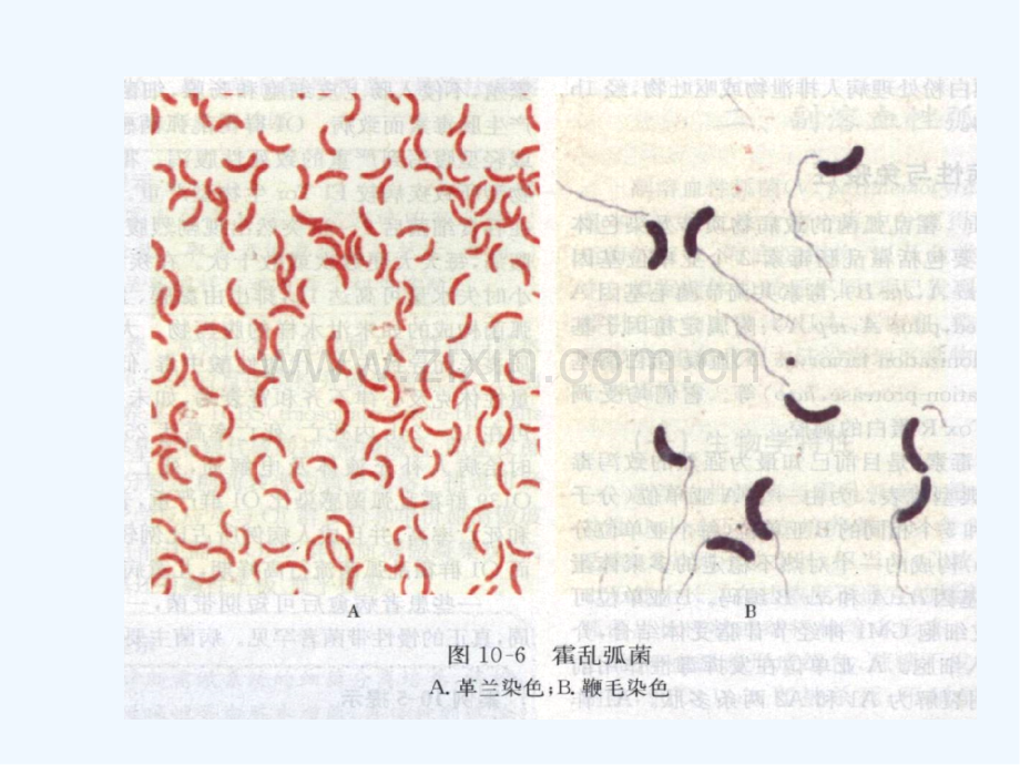 弧菌螺杆菌弯曲菌.pptx_第2页