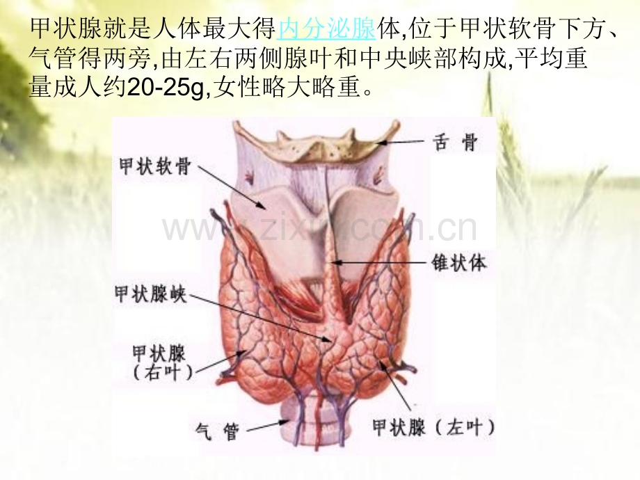 甲状腺腺瘤病人术前术后护理.pptx_第2页