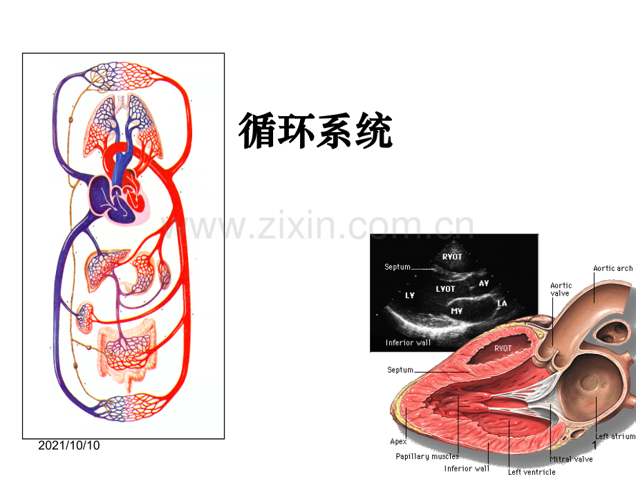 循环系统(解剖结构).ppt_第1页