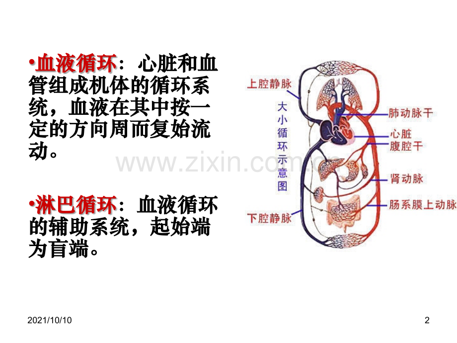 循环系统(解剖结构).ppt_第2页