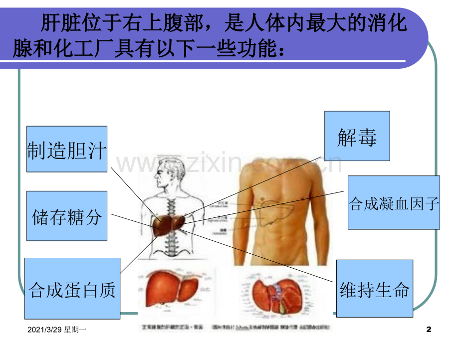 乙肝健康教育.ppt_第2页