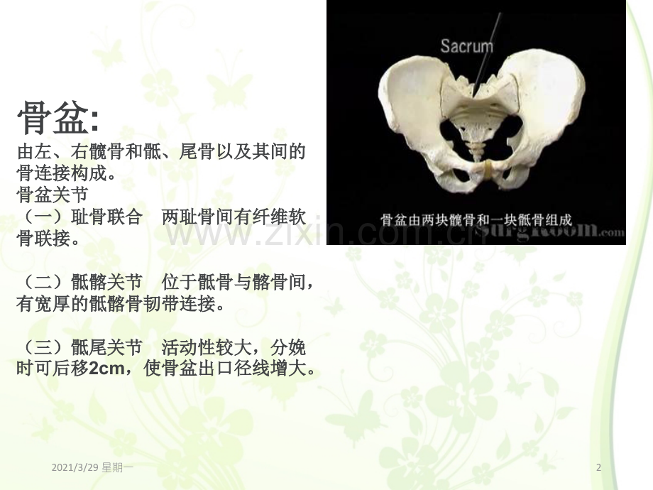 骨-盆---------解剖学.ppt_第2页