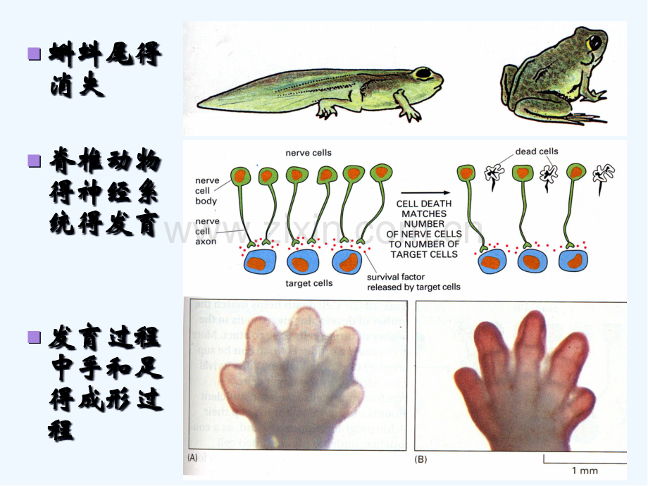 胚胎发育与程序性细胞死亡-PPT.pptx_第2页