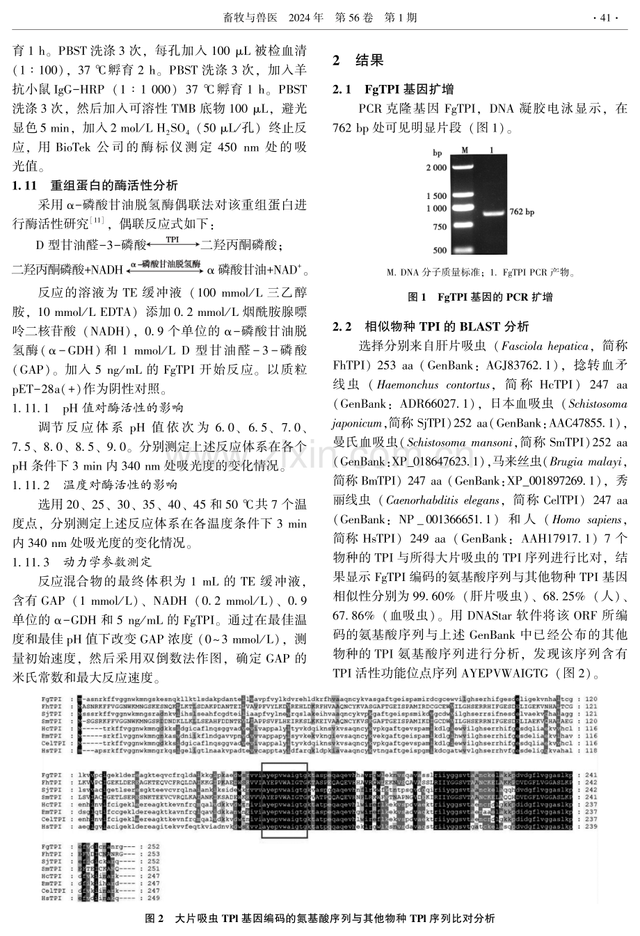 大片吸虫磷酸丙糖异构酶基因的克隆表达和免疫原性分析.pdf_第3页