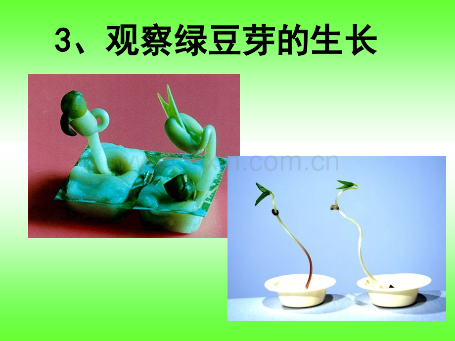 五年级上册科学3观察绿豆芽的生长教学.pptx_第1页