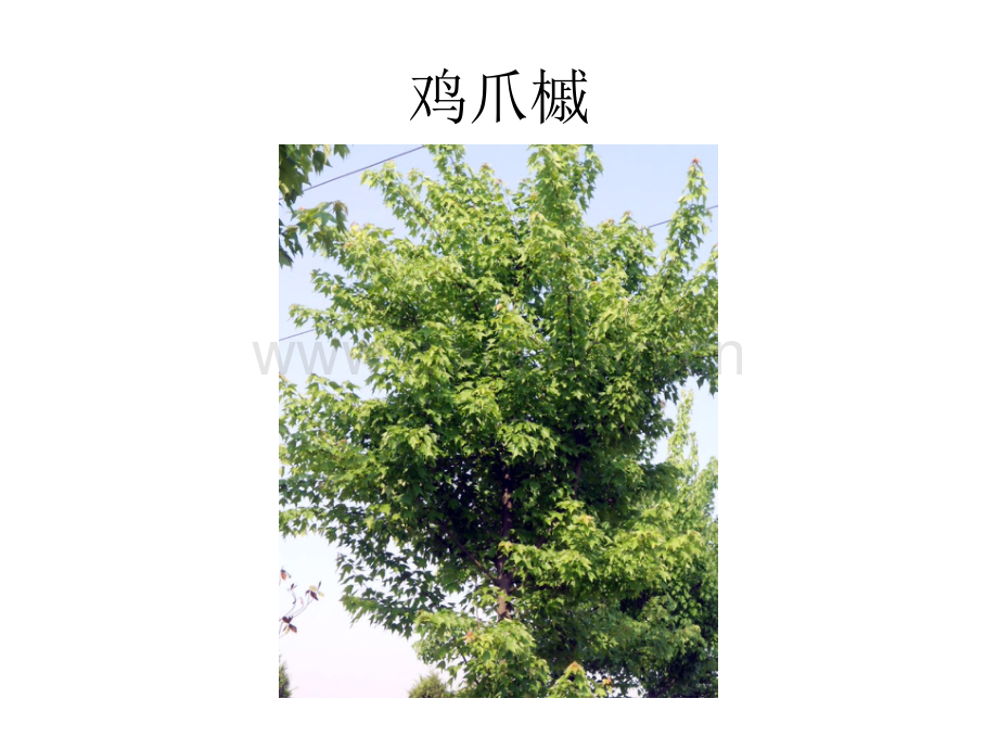 常用绿化树木落叶乔木.pptx_第1页