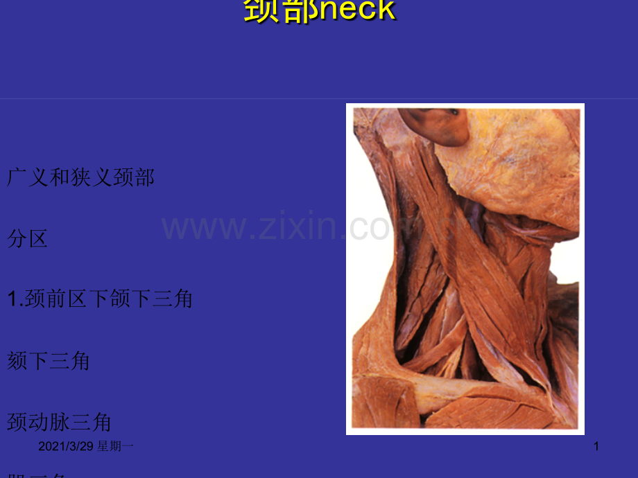 颈部解剖图谱..ppt_第1页