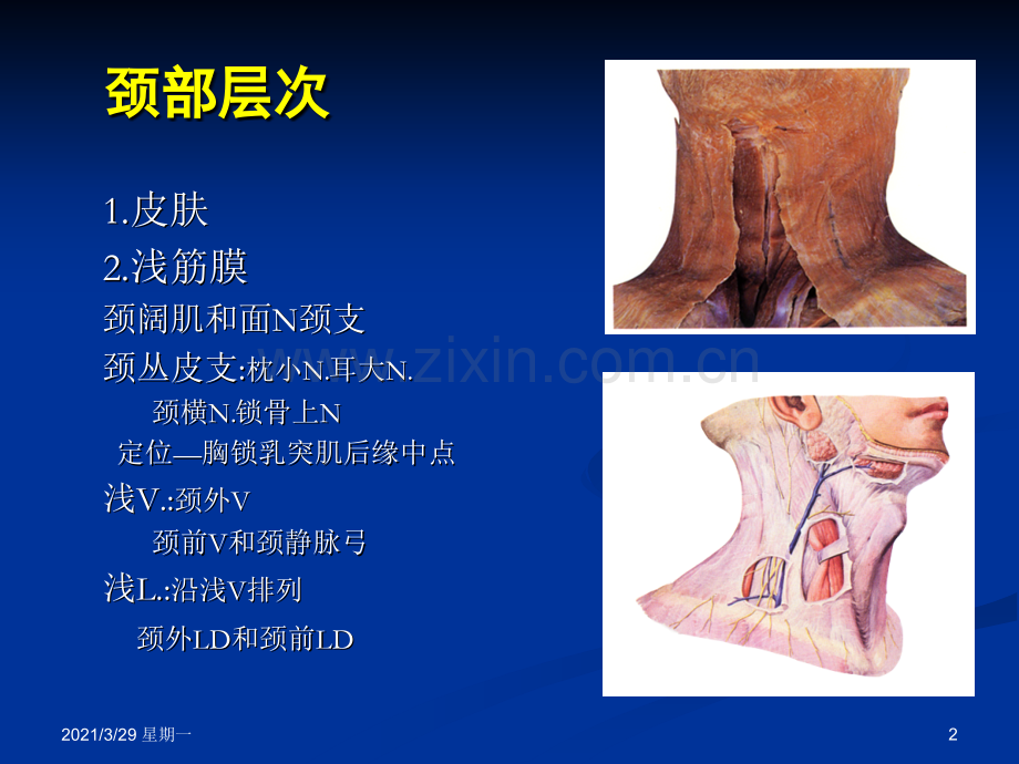 颈部解剖图谱..ppt_第2页