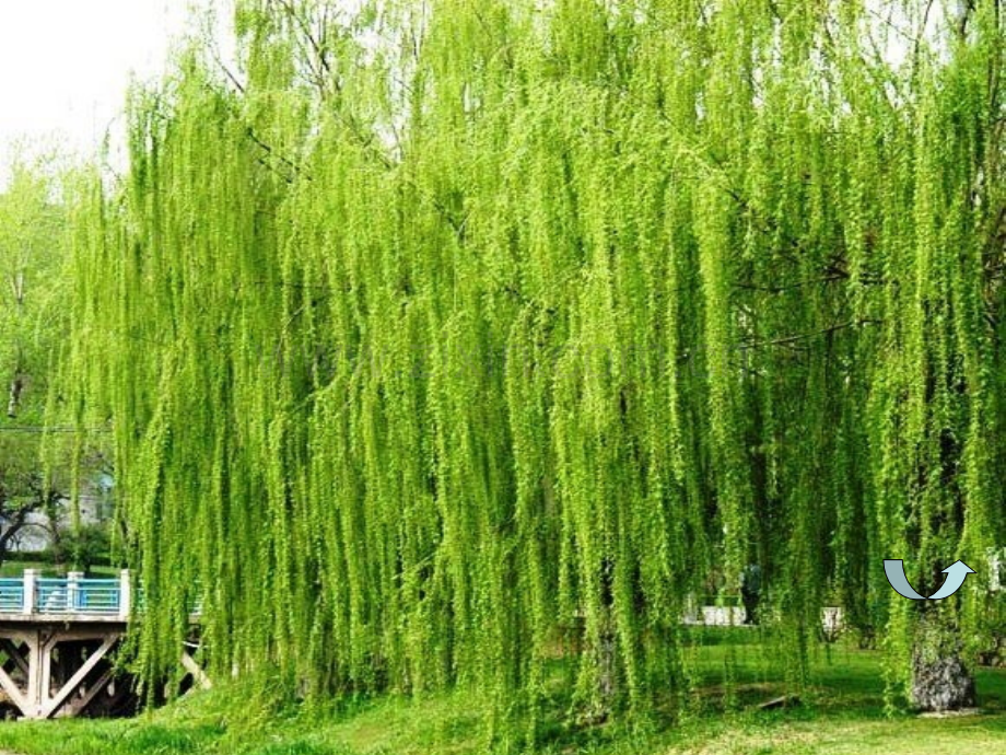 《咏柳》课件.pptx_第1页