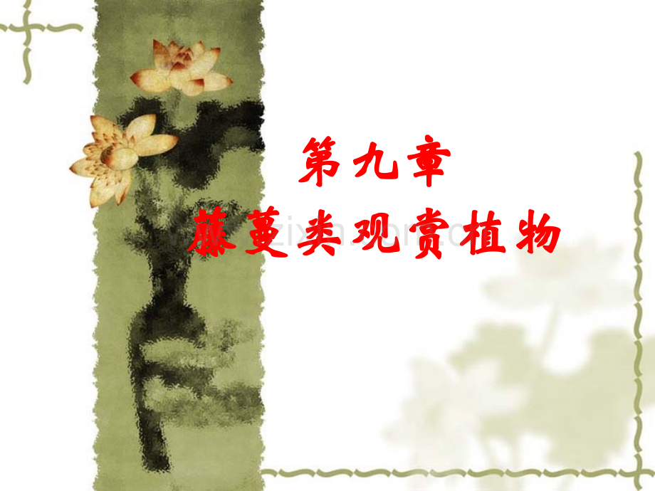 藤蔓类观赏植物.pptx_第1页