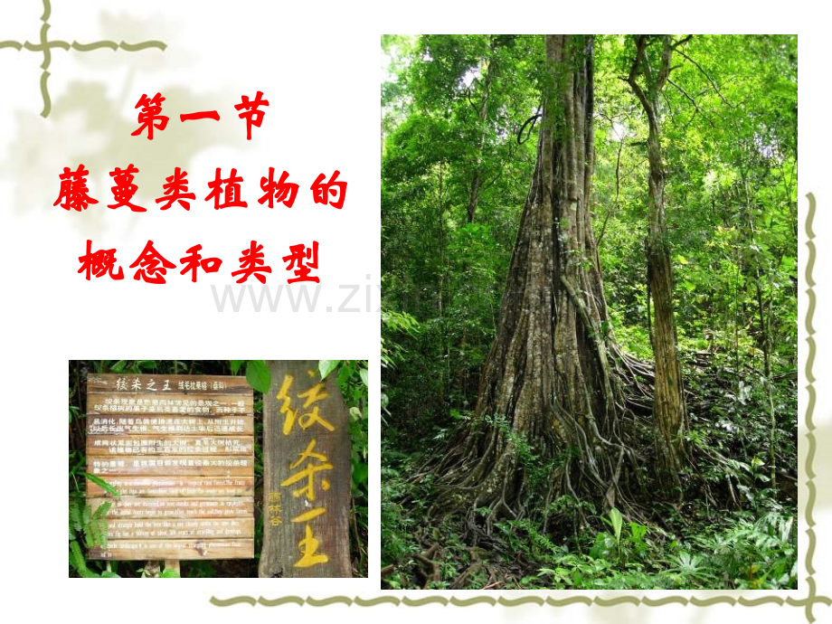 藤蔓类观赏植物.pptx_第2页