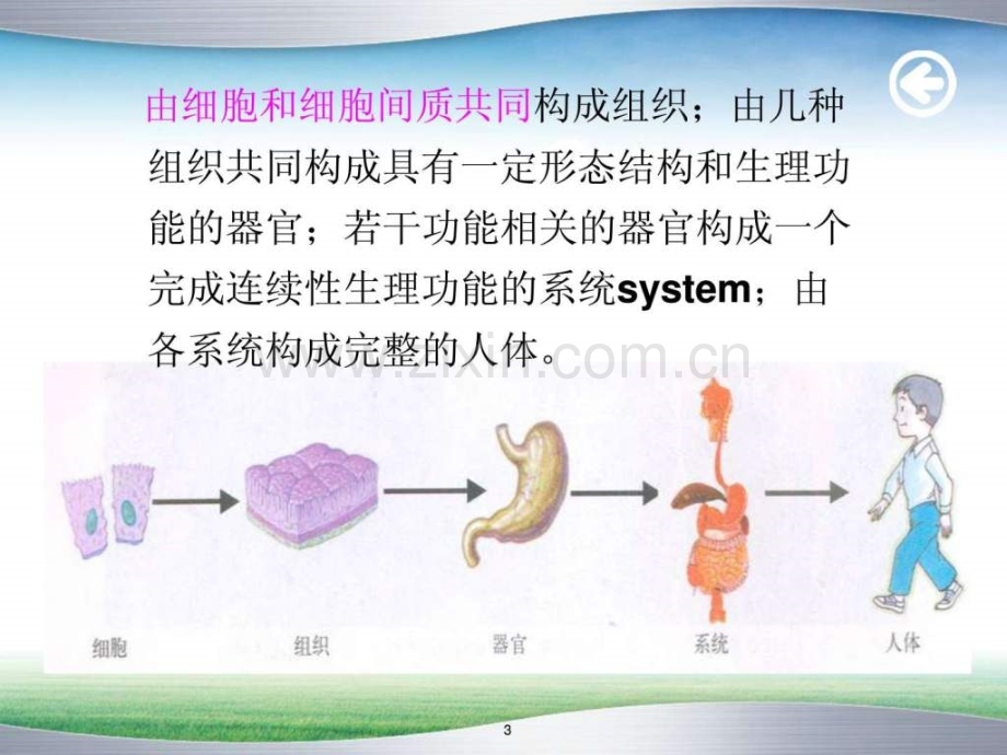 公灿em养师医学基础.pptx_第2页