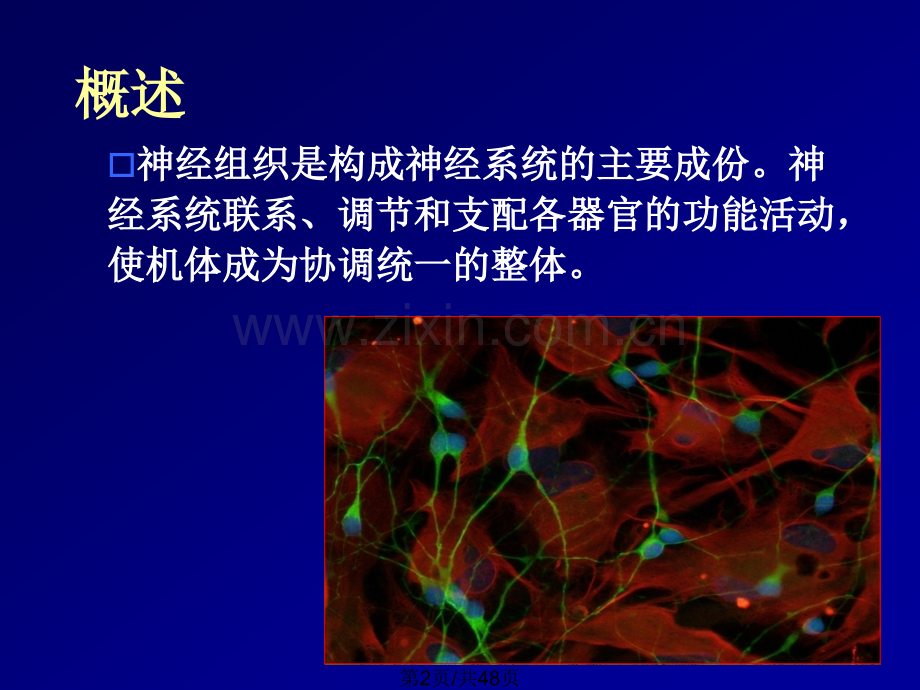 神经组织00001.pptx_第2页