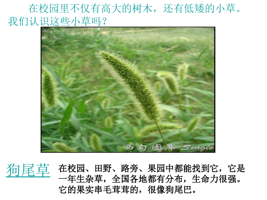 一大树和小草.pptx_第1页