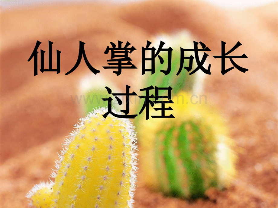 仙人掌的成长过程.pptx_第1页