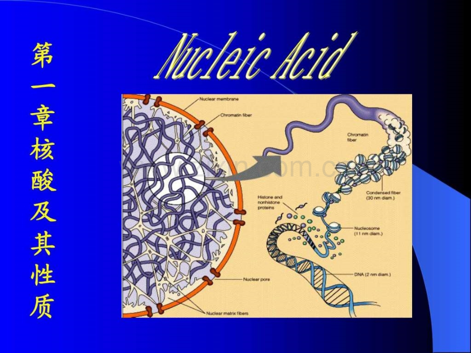 从脱氧说起生物学自然科学专业资料.pptx_第1页