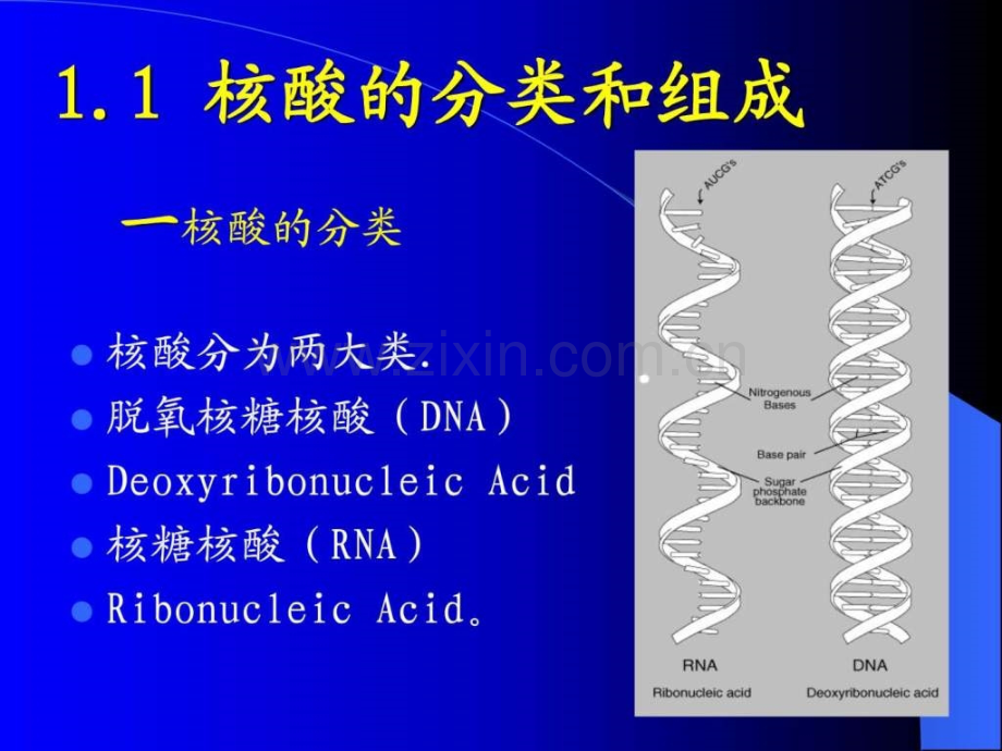 从脱氧说起生物学自然科学专业资料.pptx_第2页