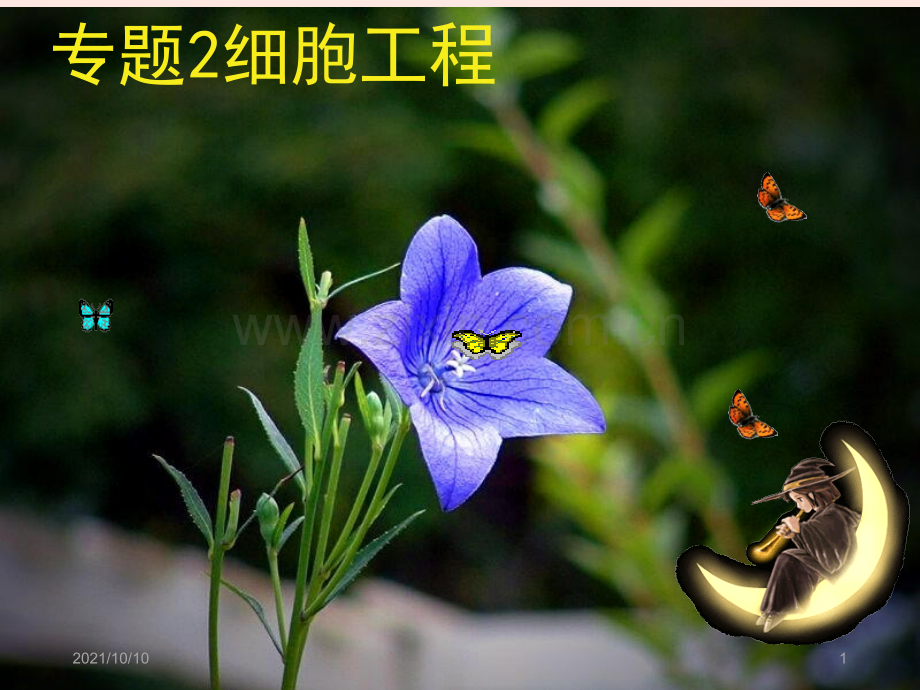 植物细胞工程..ppt_第1页