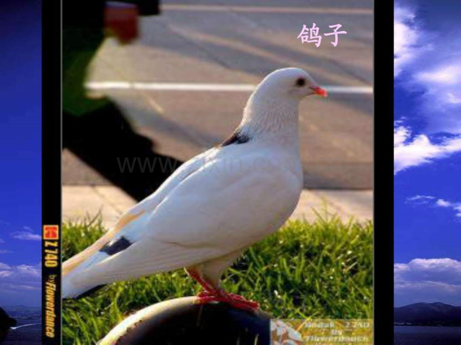 八年级语文上册明天不封阳台.pptx_第2页
