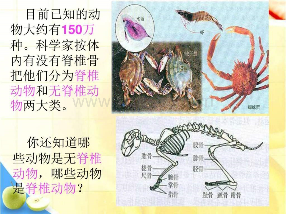 新人教版八级生物上册511腔肠动物和扁形动物.pptx_第2页