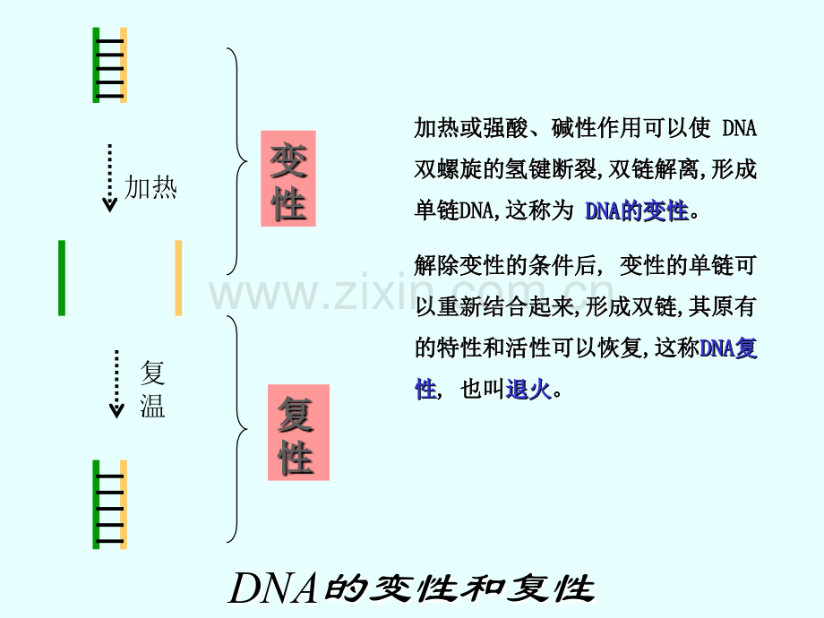 PCR技术分离目的基因.pptx_第1页