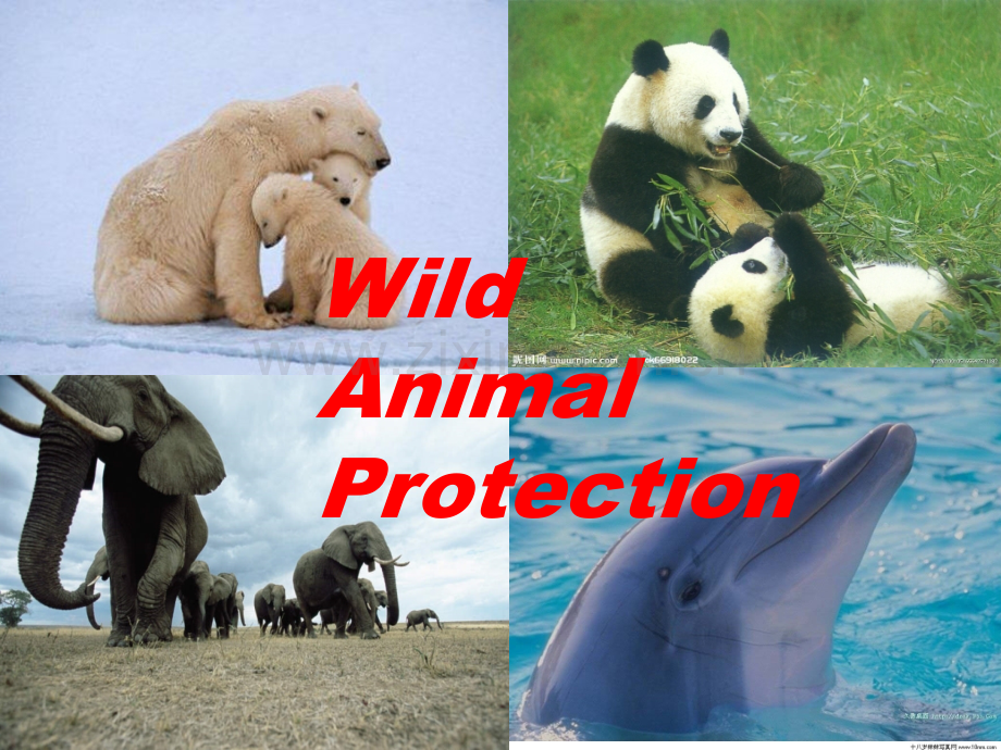 wildanimalprotection野生动物保护.pptx_第1页