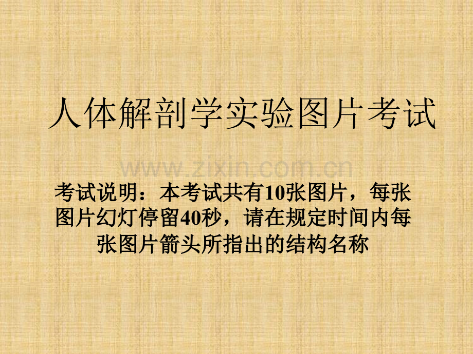 正常人体解剖学实验考试题库.pptx_第1页