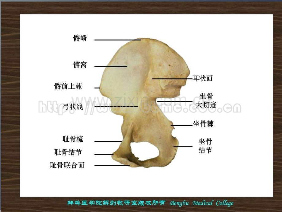 《系统解剖学》图库183张.ppt_第2页