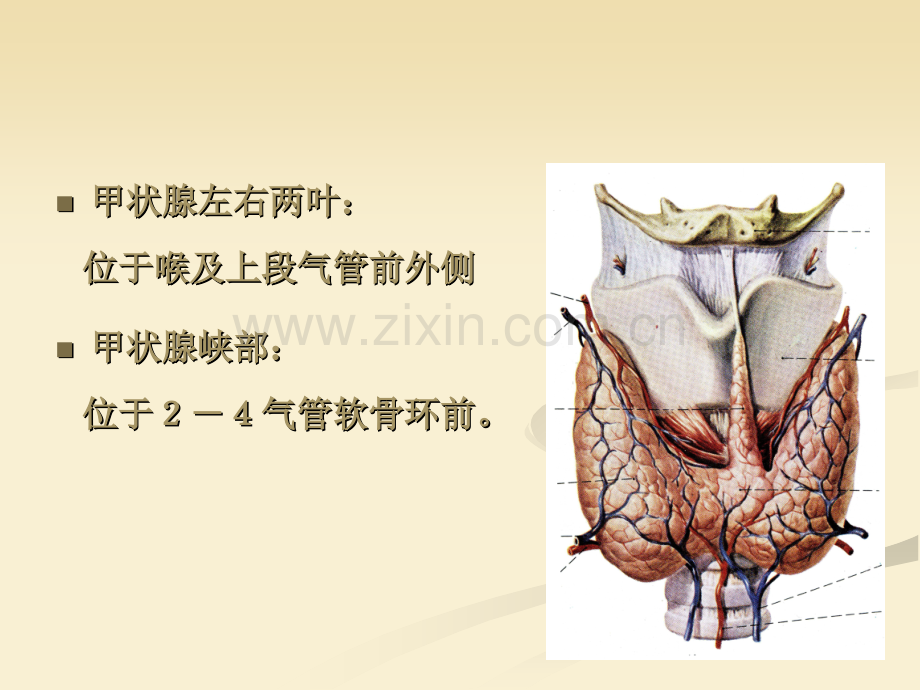 甲状腺应用解剖.ppt_第2页