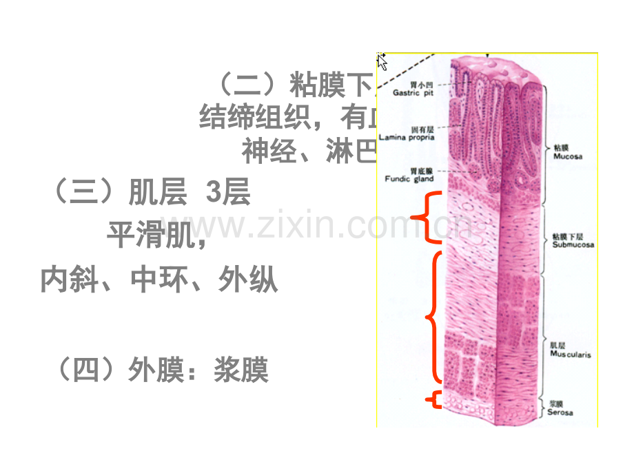 组织学-第14章--消化管(二).ppt_第1页