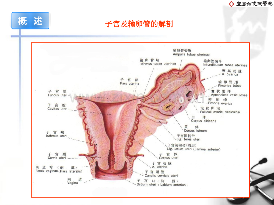 选择性输卵管造影和再通术.ppt_第2页