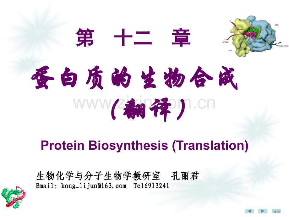 分子生物学蛋白质生物合成.ppt_第1页