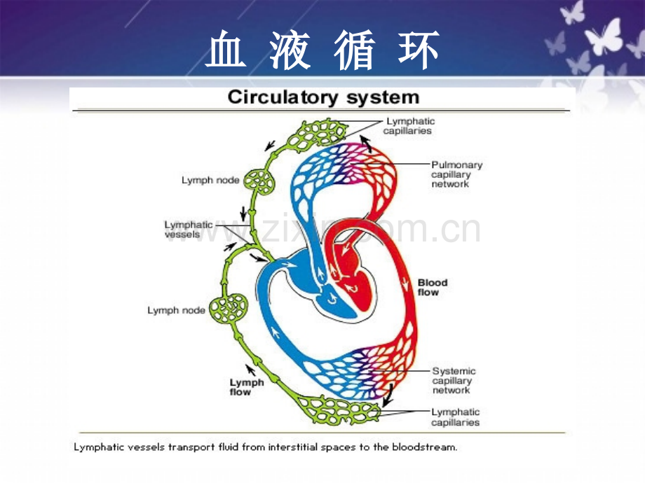 心脏功能.ppt_第1页