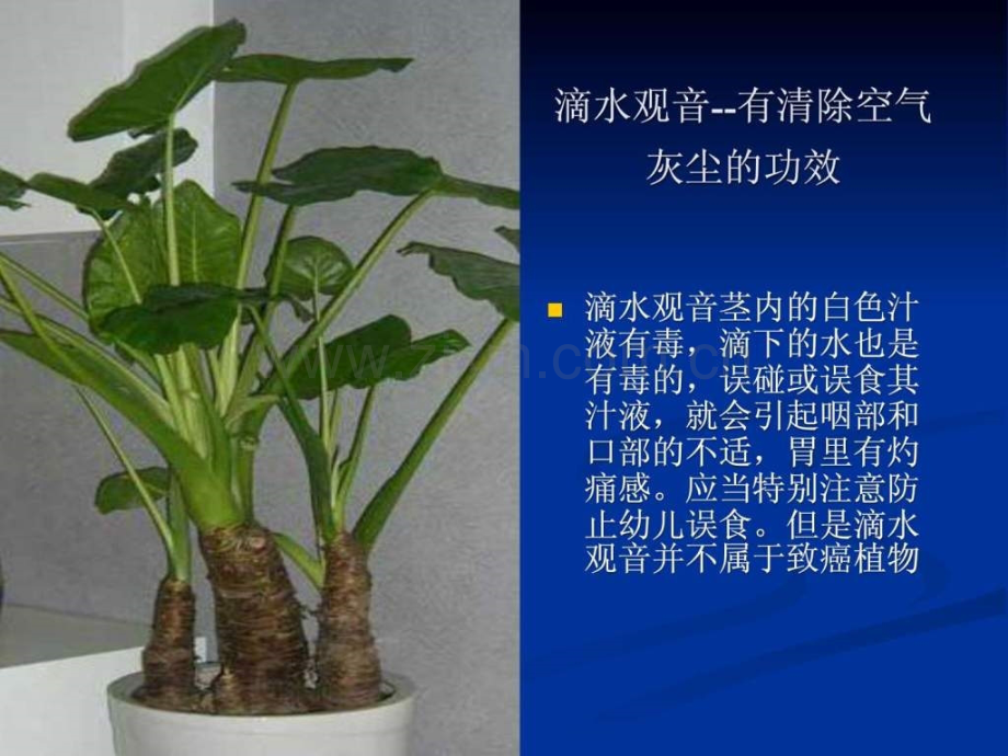 常见的室内盆栽植物的功效.ppt_第2页