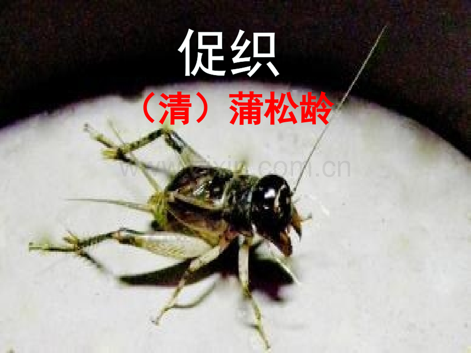 促织(中职上课用).ppt_第1页