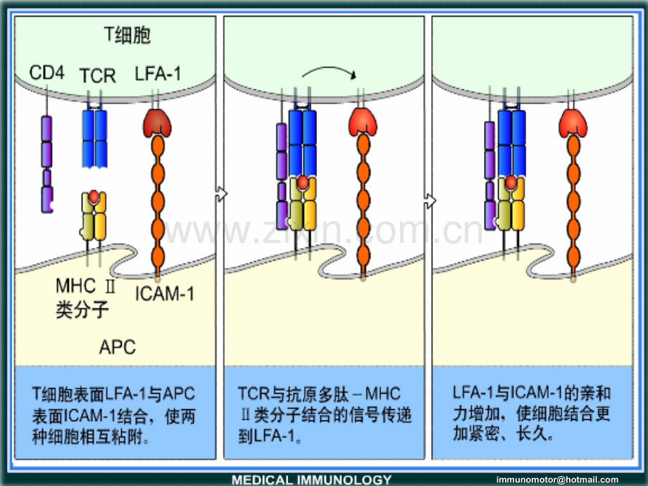医学免疫学第6版课件-B介导的体液免疫.ppt_第2页